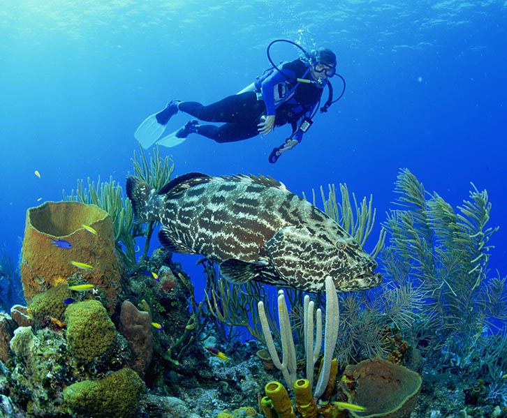 Diving into the Depths: Unveiling Hawaii’s Underwater Wonderland